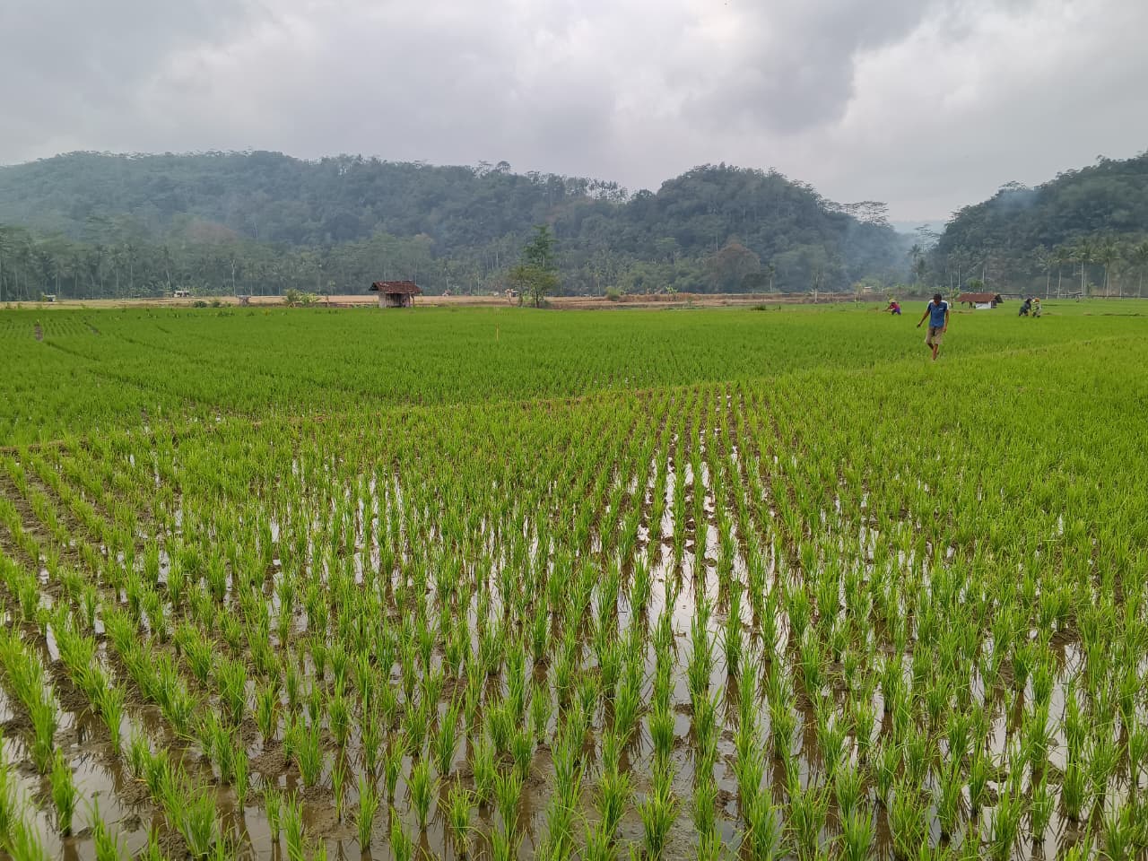 Wisata Sawah Belah
